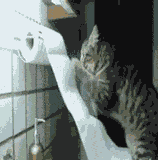 不停扯卷纸的猫咪