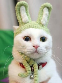 不关我事，是主人把我弄成这样的