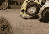 厉害的猫咪，第二次咬住了