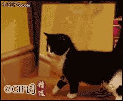 一看到镜子就兴奋的猫猫