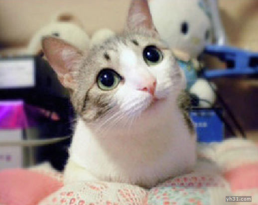 一往情深的小猫