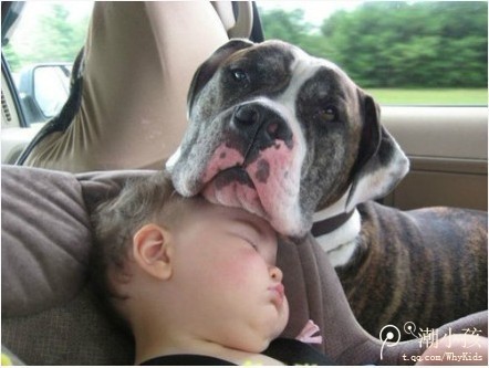 狗狗把头放到小孩脑袋上