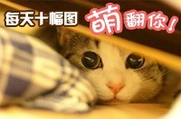 偷偷瞄一眼的猫咪