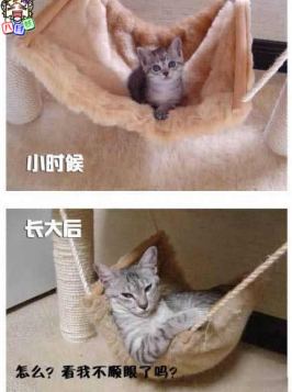 长大后的猫咪不再可爱