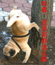 这只狗狗连尿尿都这么酷