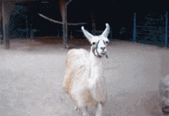 在镜头前露脸的山羊