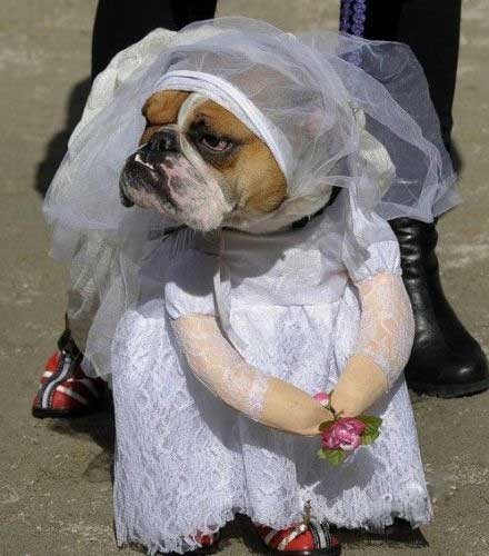 沙皮狗版新娘妆
