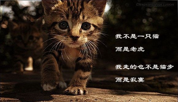 我不是一只猫，而是一只老虎