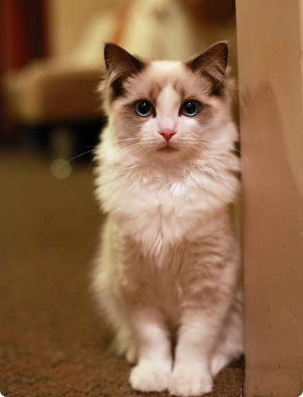 大大眼睛的小猫