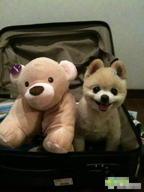 超可爱的俊介小狗