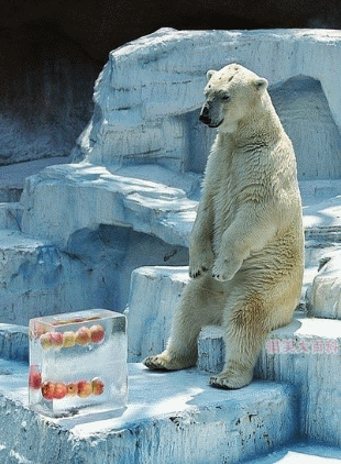 饲养员坑爹啊，啥时能化我能吃啊