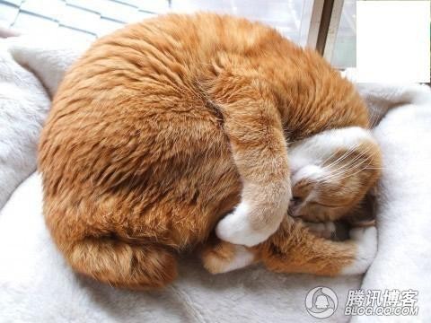 卷着睡觉的猫咪