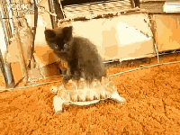 站在乌龟背上的小猫