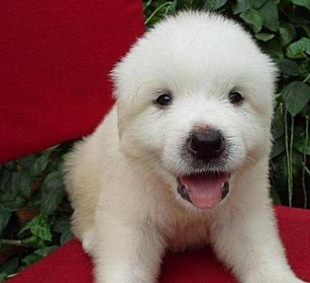 狗狗近距离照片