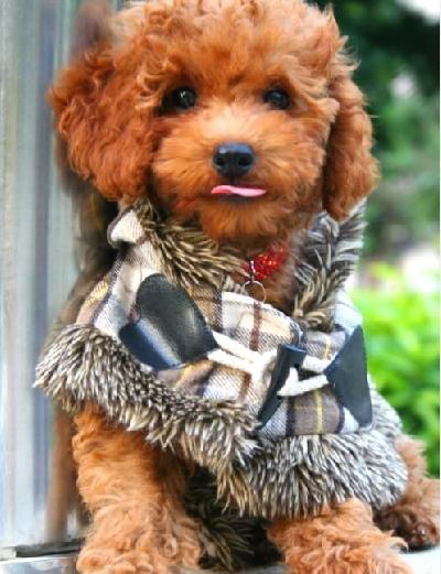 很有个性的小狗