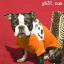 酷酷帅帅的小狗