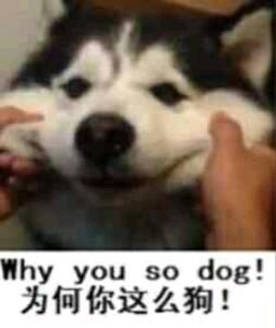 why you so dog !为何你这么狗!