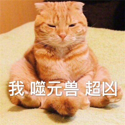 惊奇队长噬元兽表情包带字 惊奇队长橘猫噬元兽表情包图片无水印