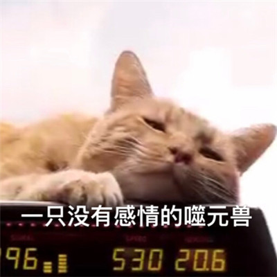 惊奇队长噬元兽表情包带字 惊奇队长橘猫噬元兽表情包图片无水印