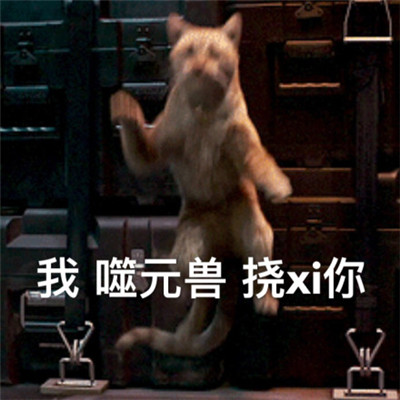 惊奇队长噬元兽表情包带字 惊奇队长橘猫噬元兽表情包图片无水印