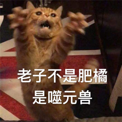 惊奇队长噬元兽表情包带字 惊奇队长橘猫噬元兽表情包图片无水印