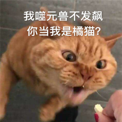 惊奇队长噬元兽表情包带字 惊奇队长橘猫噬元兽表情包图片无水印