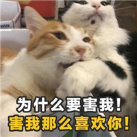 土味情话猫咪表情包带字 女孩我十拿九稳就差你一吻