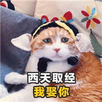 土味情话猫咪表情包带字 女孩我十拿九稳就差你一吻