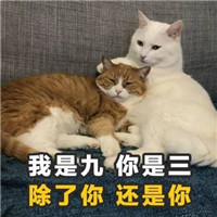 土味情话猫咪表情包带字 女孩我十拿九稳就差你一吻