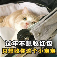 土味情话猫咪表情包带字 女孩我十拿九稳就差你一吻