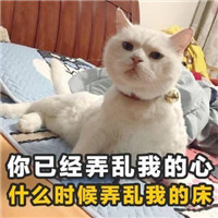 土味情话猫咪表情包带字 女孩我十拿九稳就差你一吻