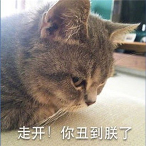 最新卖萌猫咪贴吧表情包 超萌可爱的猫咪表情包