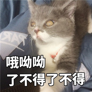 最新卖萌猫咪贴吧表情包 超萌可爱的猫咪表情包