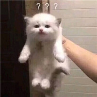 超萌猫咪表情包带字大全 萌化了的猫咪表情包