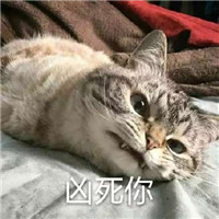 网红猫咪超凶表情包大全 猫咪超凶巨凶宇宙最凶表情包