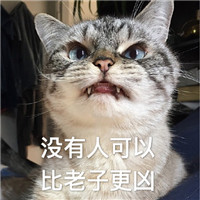 网红猫咪超凶表情包大全 猫咪超凶巨凶宇宙最凶表情包