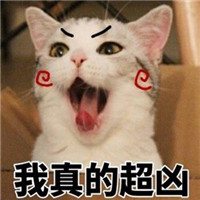 网红猫咪超凶表情包大全 猫咪超凶巨凶宇宙最凶表情包