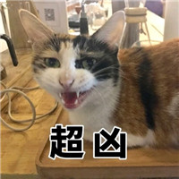 网红猫咪超凶表情包大全 猫咪超凶巨凶宇宙最凶表情包