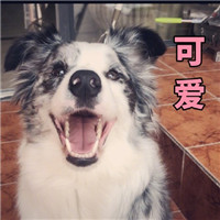 微信猫猫狗狗表情包带字大全 脸上笑嘻嘻心里mmp