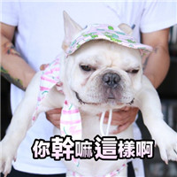 微信猫猫狗狗表情包带字大全 脸上笑嘻嘻心里mmp