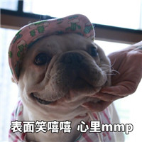 微信猫猫狗狗表情包带字大全 脸上笑嘻嘻心里mmp
