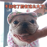 微信猫猫狗狗表情包带字大全 脸上笑嘻嘻心里mmp