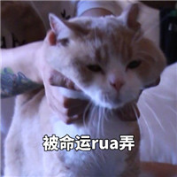 微信猫猫狗狗表情包带字大全 脸上笑嘻嘻心里mmp