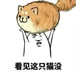 看见这只猫没