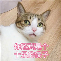 猫咪表情包可爱带字大全 你还真是个十足的傻子