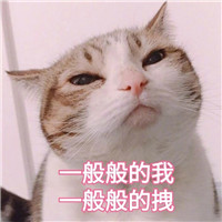 猫咪表情包可爱带字大全 你还真是个十足的傻子