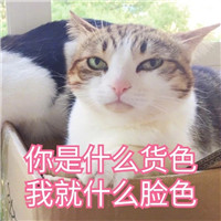 猫咪表情包可爱带字大全 你还真是个十足的傻子