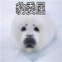 小海豹表情包带字大全 可爱的小海豹表情包
