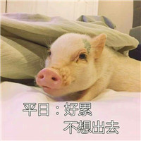 不想出去系列猪猪表情包 这才是你不想出门的理由