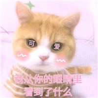 你从我眼里看到了什么猫咪表情 猫咪表情你从我眼里看到了什么